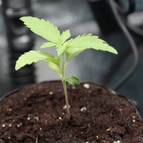 Hindu Kush growlog timeline photo