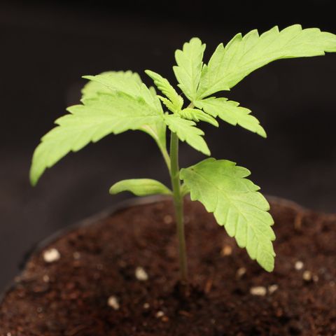 Hindu Kush growlog timeline photo