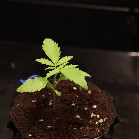 Hindu Kush growlog timeline photo