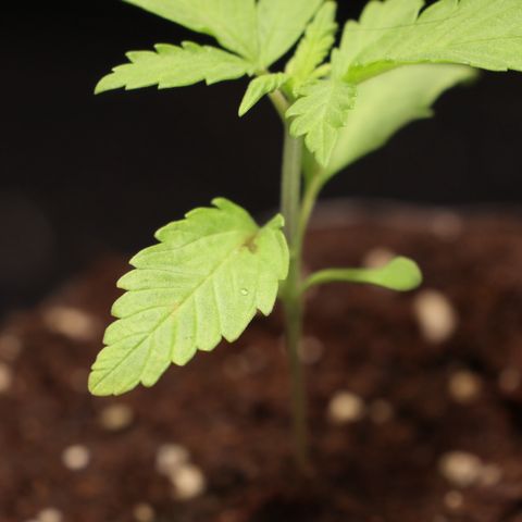 Hindu Kush growlog photo: Brauner Fleck