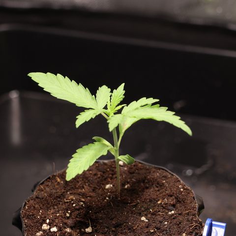 Hindu Kush growlog timeline photo