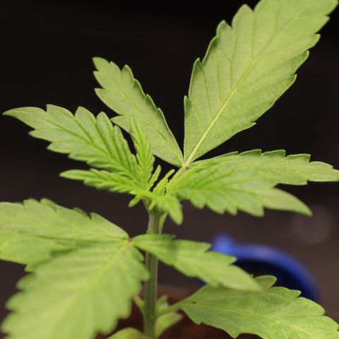 Hindu Kush growlog timeline photo