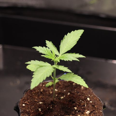 Hindu Kush growlog timeline photo