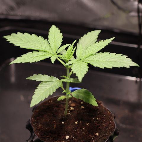 Hindu Kush growlog timeline photo