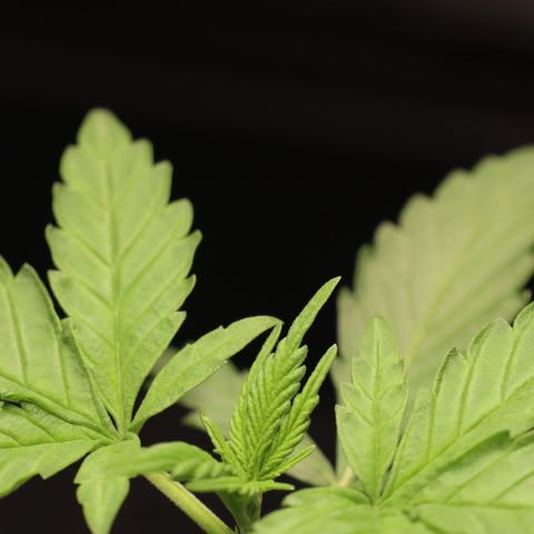 Hindu Kush growlog timeline photo