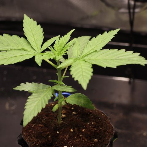 Hindu Kush growlog timeline photo