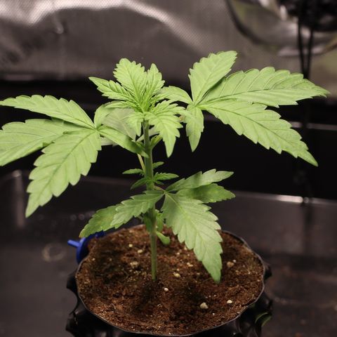Hindu Kush growlog timeline photo