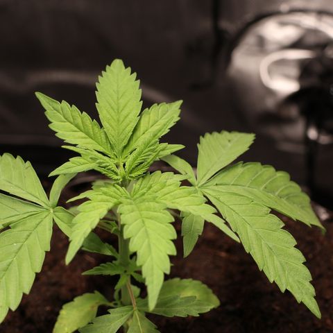 Hindu Kush growlog timeline photo