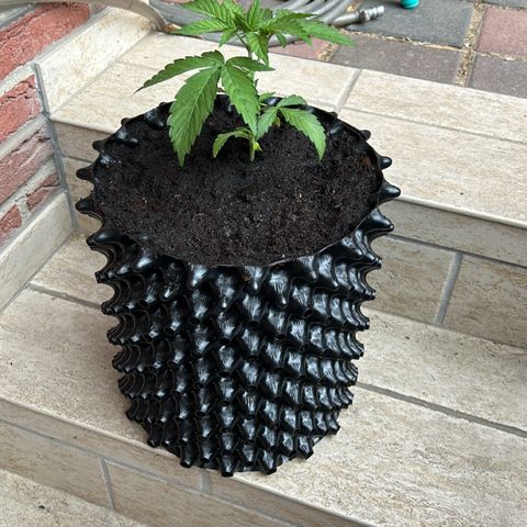 Hindu Kush growlog timeline photo