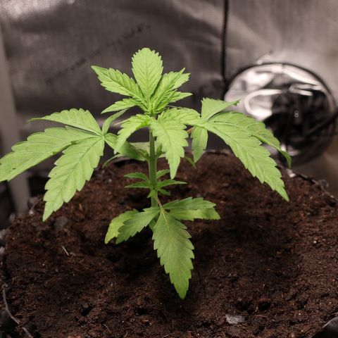 Hindu Kush growlog timeline photo