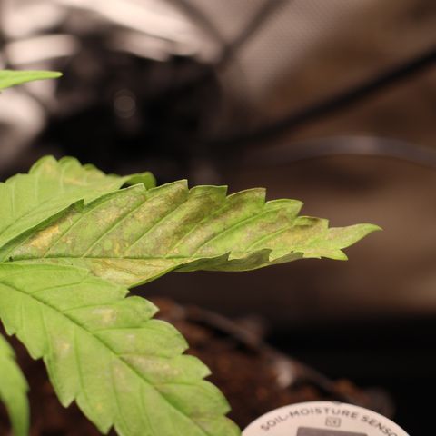 Hindu Kush growlog timeline photo