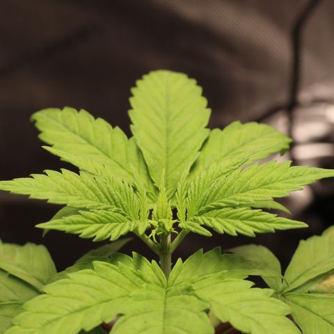 Hindu Kush growlog timeline photo