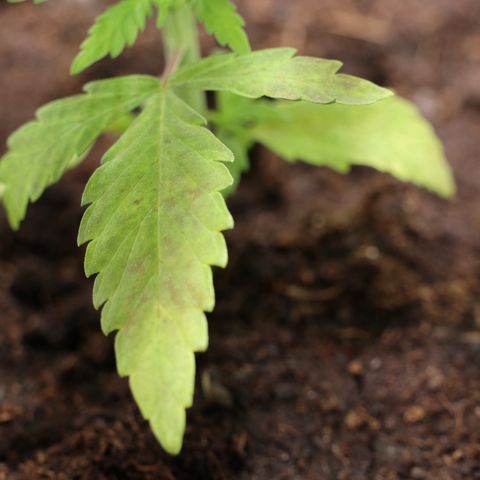 Hindu Kush growlog timeline photo