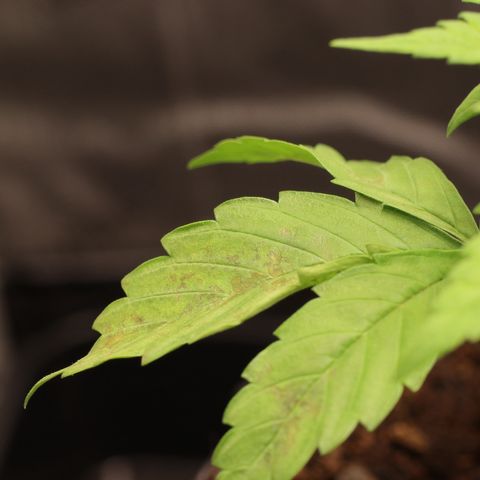 Hindu Kush growlog timeline photo