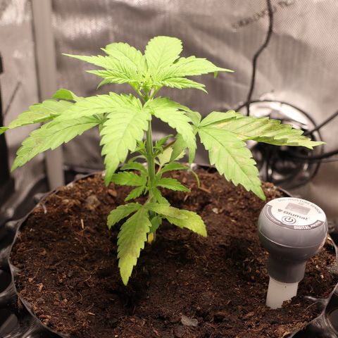 Hindu Kush growlog timeline photo