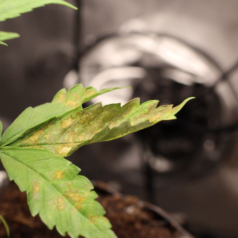 Hindu Kush growlog timeline photo