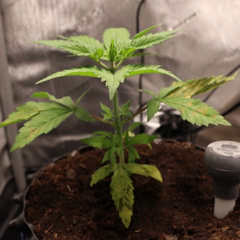 Hindu Kush growlog timeline photo