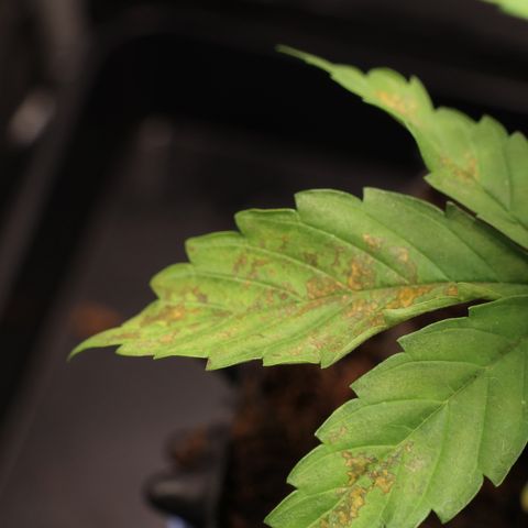 Hindu Kush growlog timeline photo