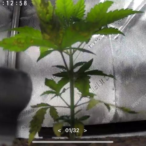 Hindu Kush growlog timeline photo