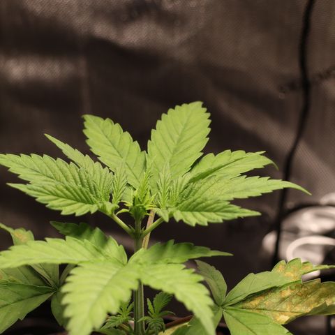Hindu Kush growlog timeline photo