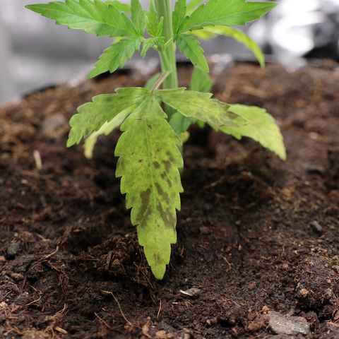 Hindu Kush growlog timeline photo