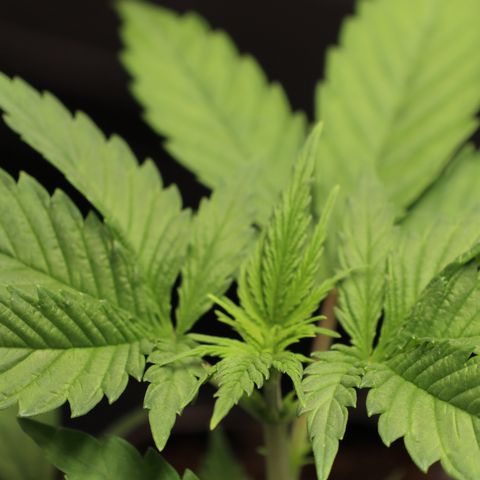 Hindu Kush growlog timeline photo