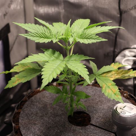 Hindu Kush growlog timeline photo