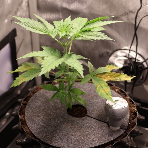 Hindu Kush growlog timeline photo