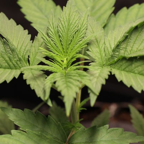 Hindu Kush growlog timeline photo