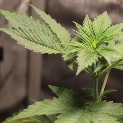 Hindu Kush growlog timeline photo