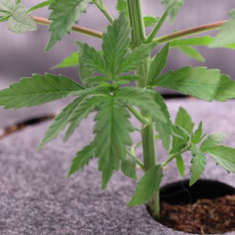 Hindu Kush growlog timeline photo