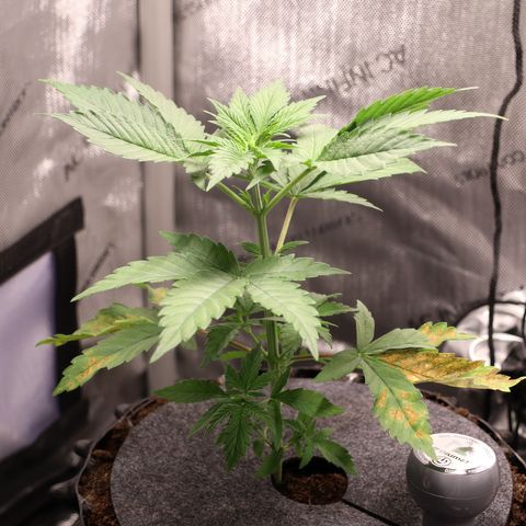 Hindu Kush growlog timeline photo