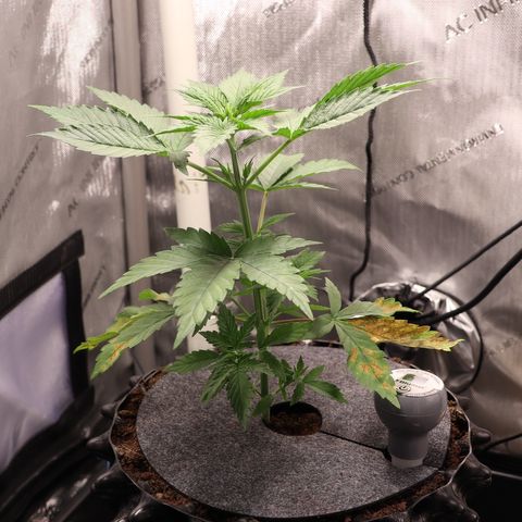 Hindu Kush growlog timeline photo