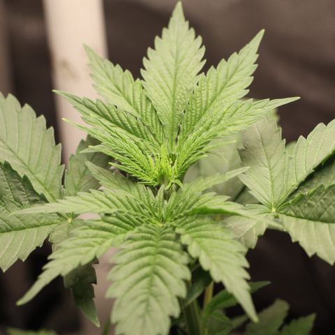 Hindu Kush growlog timeline photo