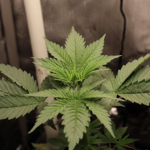 Hindu Kush growlog timeline photo