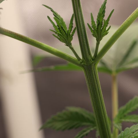 Hindu Kush growlog timeline photo