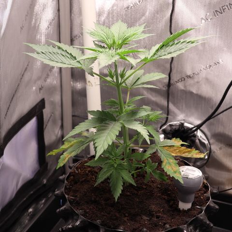 Hindu Kush growlog timeline photo