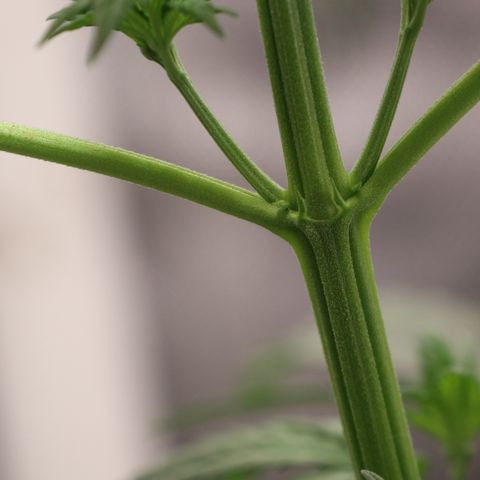 Hindu Kush growlog timeline photo