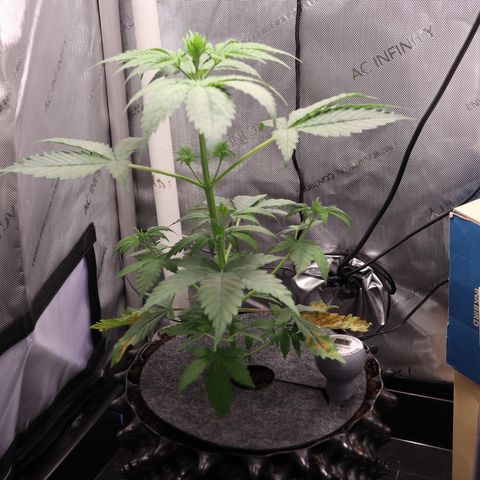 Hindu Kush growlog timeline photo
