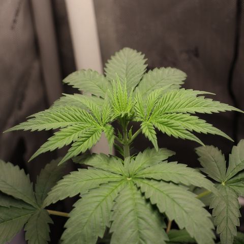 Hindu Kush growlog timeline photo