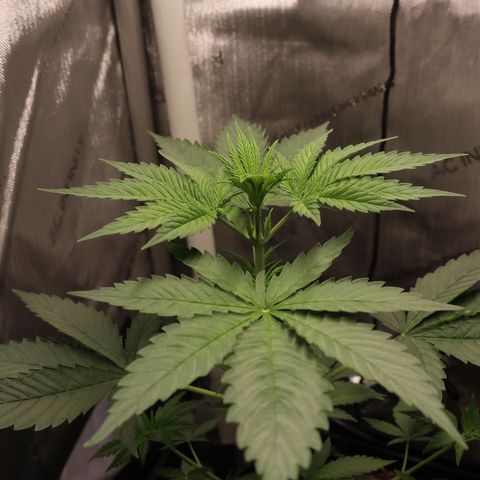 Hindu Kush growlog timeline photo
