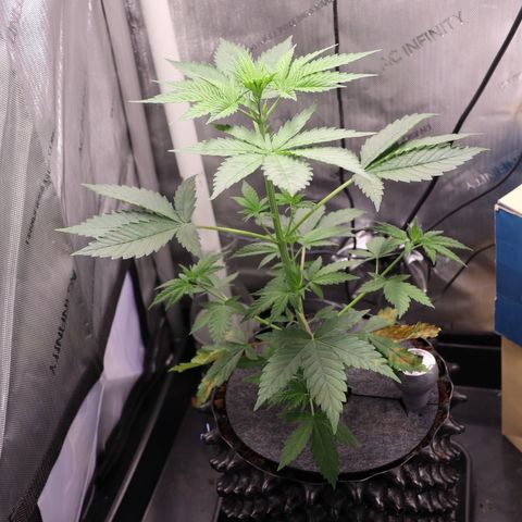 Hindu Kush growlog timeline photo