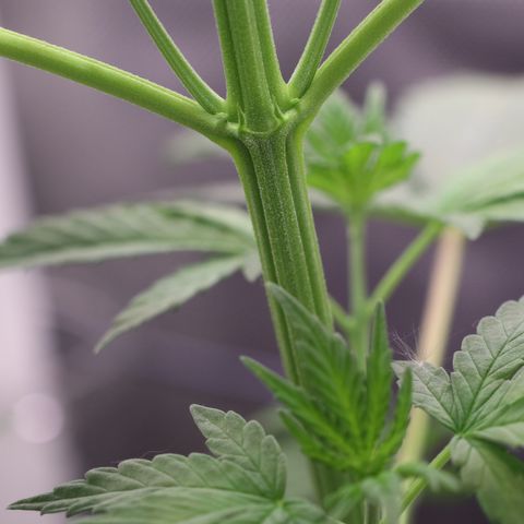 Hindu Kush growlog timeline photo