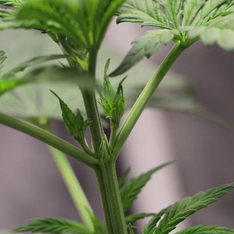 Hindu Kush growlog timeline photo