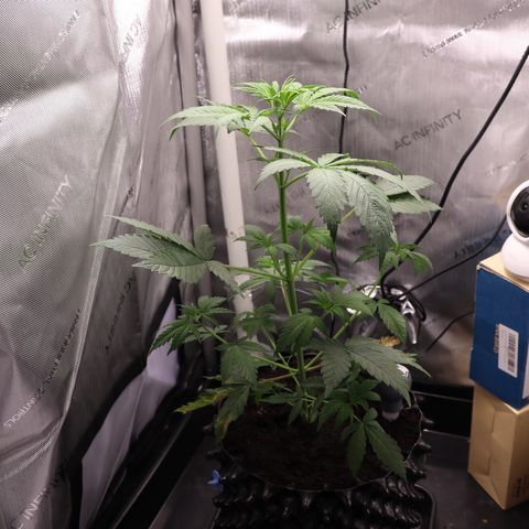 Hindu Kush growlog timeline photo
