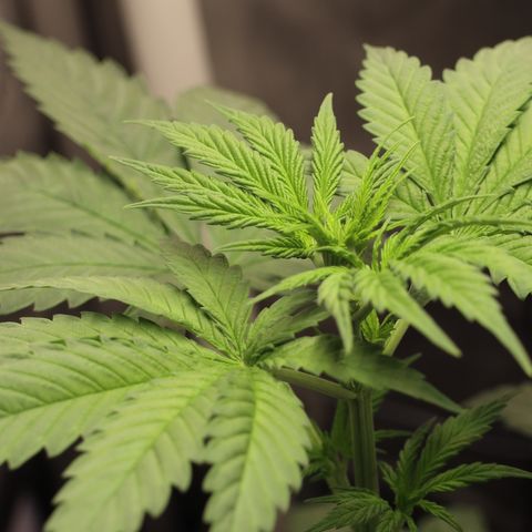 Hindu Kush growlog timeline photo