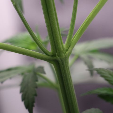 Hindu Kush growlog timeline photo