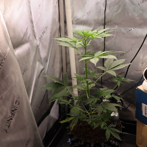Hindu Kush growlog timeline photo