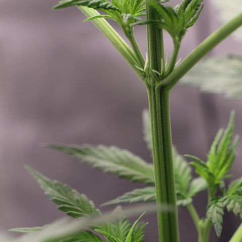Hindu Kush growlog timeline photo