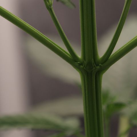 Hindu Kush growlog timeline photo
